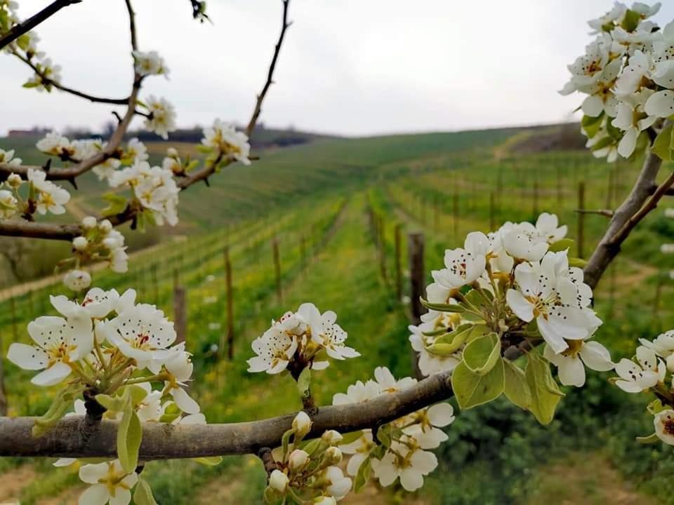 Cascina Valtignosa Camere Con Vigna Кассине Экстерьер фото